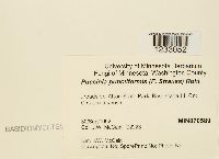 Puccinia punctiformis image