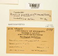 Puccinia punctiformis image