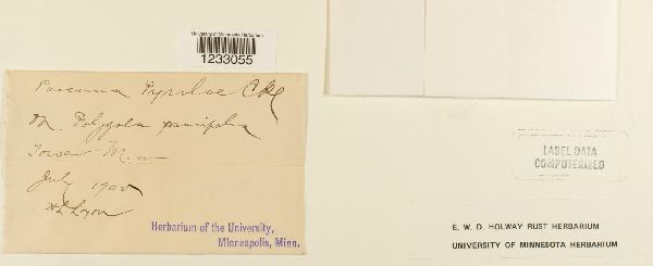 Puccinia pyrolae image