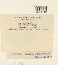 Puccinia ribis image