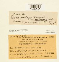 Puccinia saxifragae image