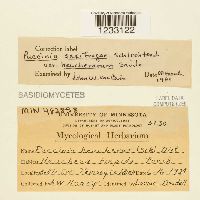 Puccinia saxifragae image