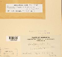 Puccinia sessilis image