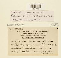 Puccinia sessilis image