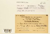 Puccinia sessilis image