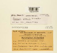 Puccinia sessilis image