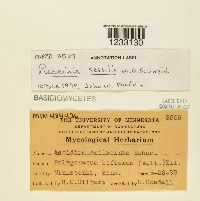 Puccinia sessilis image