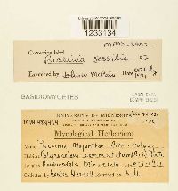 Puccinia sessilis image