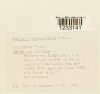 Puccinia seymouriana image