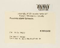 Puccinia silphii image