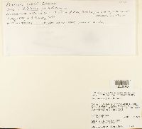 Puccinia silphii image