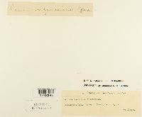 Puccinia magnusiana image