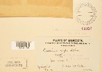 Puccinia sorghi image