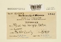 Puccinia sorghi image