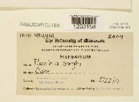 Puccinia sorghi image