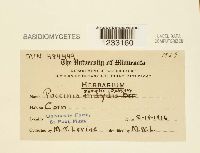 Puccinia sorghi image