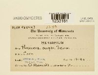 Puccinia sorghi image