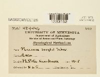 Puccinia sorghi image