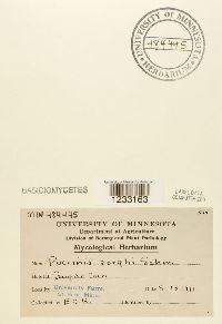 Puccinia sorghi image