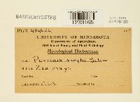 Puccinia sorghi image