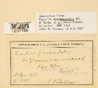 Puccinia sparganioides image