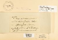 Puccinia sparganioides image