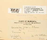 Puccinia sparganioides image