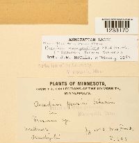 Puccinia sparganioides image