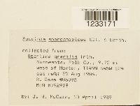 Puccinia sparganioides image