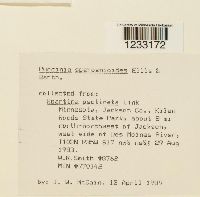 Puccinia sparganioides image