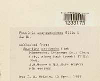 Puccinia sparganioides image