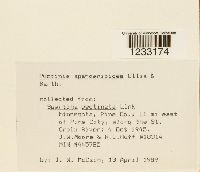 Puccinia sparganioides image