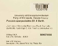 Puccinia sparganioides image