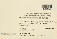 Puccinia sparganioides image