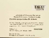 Puccinia sparganioides image