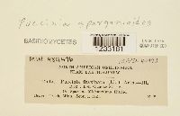 Puccinia sparganioides image