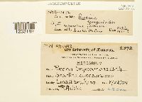 Puccinia sparganioides image