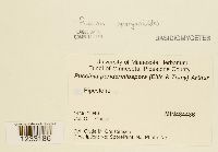 Puccinia sparganioides image