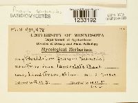 Puccinia sparganioides image