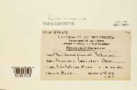 Puccinia sparganioides image