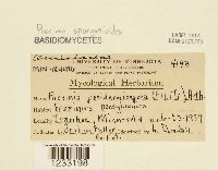 Puccinia sparganioides image