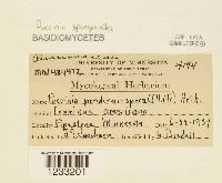 Puccinia sparganioides image