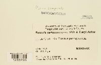 Puccinia sparganioides image