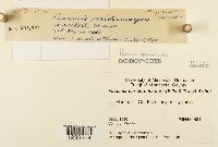 Puccinia sparganioides image