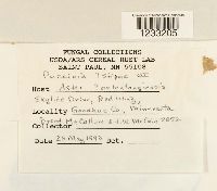 Puccinia stipae image