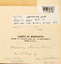 Puccinia stipae image