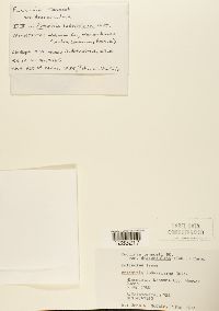 Puccinia dracunculina image