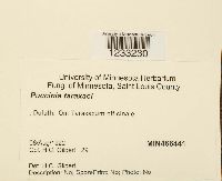 Puccinia taraxaci image