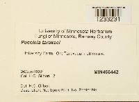 Puccinia taraxaci image