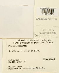 Puccinia taraxaci image